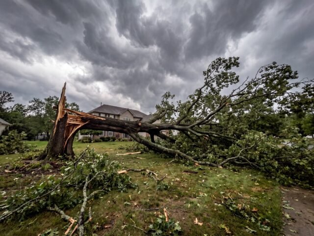 Emergency Tree Removal Buffalo NY storm damage