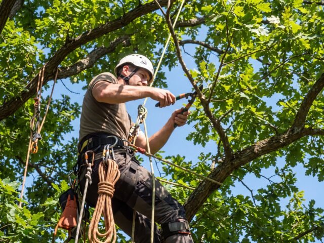 Tree Trimming Buffalo and Rochester NY