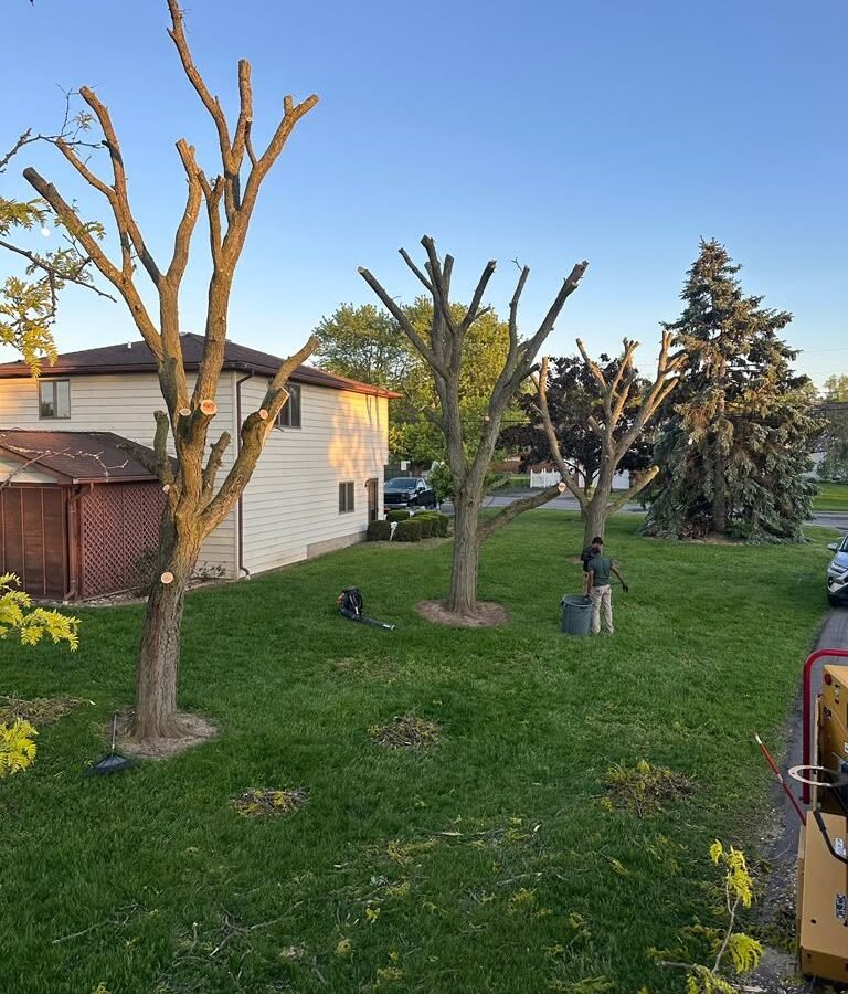 Tree Service Batavia NY, TreeCraft Tree Service job site photo